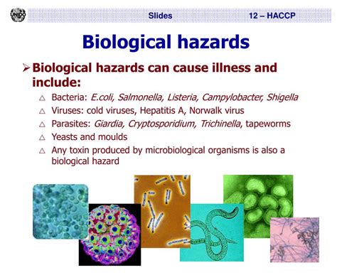 These agents can be in the form of a virus, bacteria, prion, or parasite. . Biological hazards hackerrank solution
